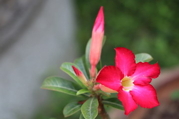 Fototapeta premium Desert rose bright flowers on the tree 