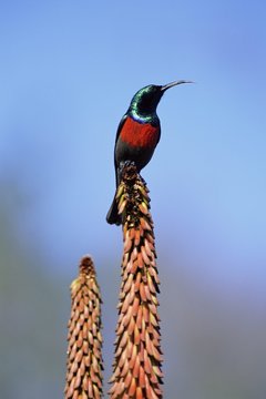 Greater doublecollard sunbird, Nectarinia afra, Addo National Park