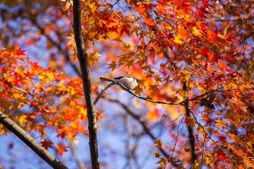 Long Tailed Tit (Aegithalos caudatus)