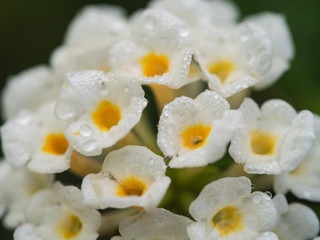 Rain Drops on White Hedge