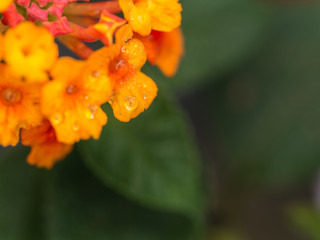 Rain Drops on Yellow Hedge Flower