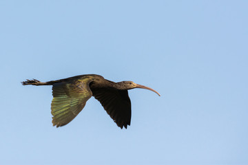 Obraz premium Glossy ibis in flight