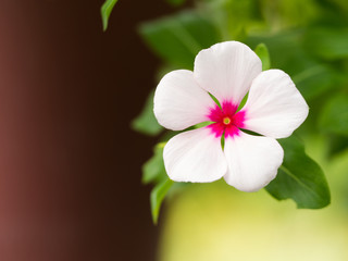White Vinca Flower Blooming