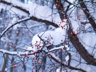 wild apple tree in winter after snowfall
