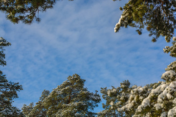Branches of trees in a forest with snow on the background of blue sky. With free space