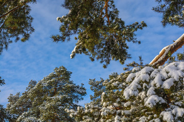 Branches of trees in a forest with snow on the background of blue sky. With free space
