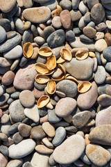 Pistachio shells.