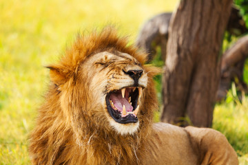 Fototapeta na wymiar Close-up portrait of an old yawning lion