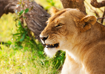 Naklejka na ściany i meble Beautiful African lioness on the nature background