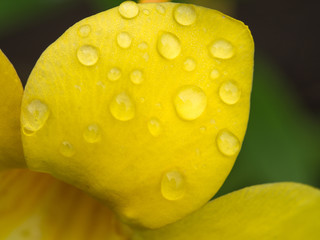 Rain Drops Perched on Yellow Allamanda Flower
