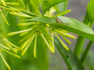 Grasshopper Sitting on Night Jasmine