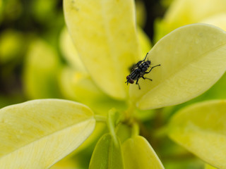 Fly Perched on Yellow Leaf