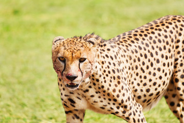 Portrait of African cheetah with bloody muzzle