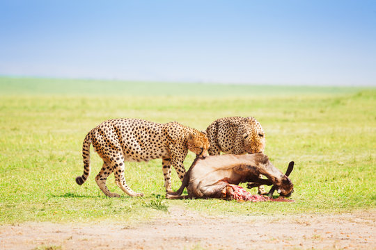 Two cheetahs eating kill at African savanna
