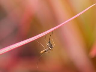 Mosquito Perched on Red Leaf