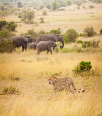 African cheetah hunting at great spaces of savanna