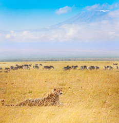 Cheetah laying on dried grass at Kenyan savanna