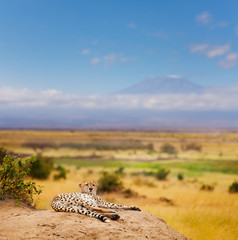 Cheetah having rest on a hill of Kenyan savanna
