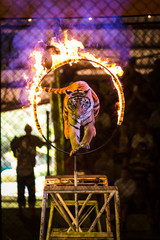 Tiger Jumps Through Ring of Fire. © tong2530