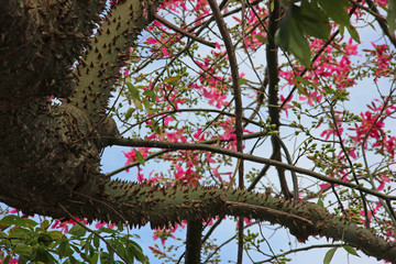 トックリキワタの花