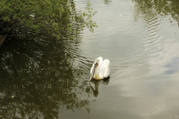 Пеликан плывет по пруду