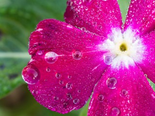 Rain Drops Perched on Pink Vinca Flower
