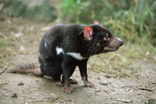 Tasmanian devil, Sarcophilus harrisii, in captivity