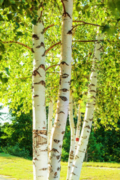 Fototapeta summer in birch forest