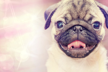  Puppy breed  pug closeup