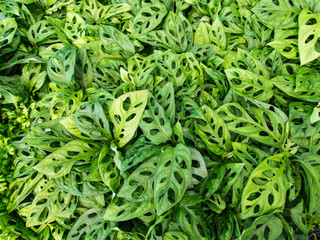 Monstera Obliqua Green leaves