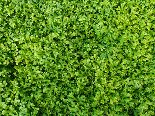 Green Fern on Background