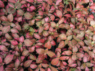 Obraz premium Red and Green Leaf Pattern