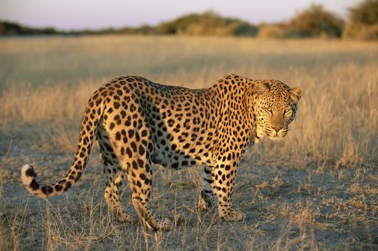 Male leopard, Panthera pardus, in capticity, Namibia