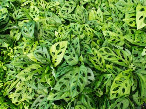 Monstera Obliqua Green leaves