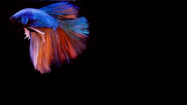 Colourful Thai Fighting Fish or better known as Siamese fighting fish Betta Splendens