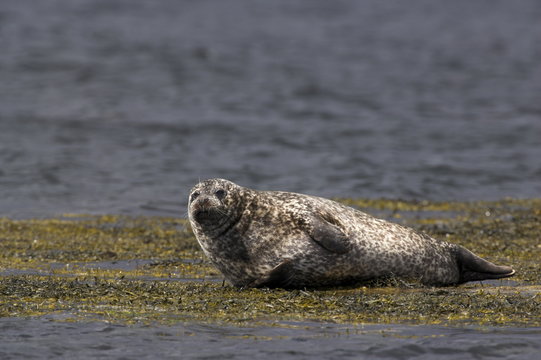 Common (harbour) seal, Phoca vitulina, Wester Ross, Scotland