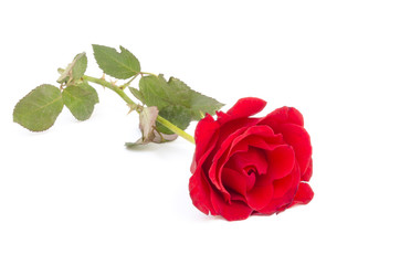 Single red rose with stem isolated on white background