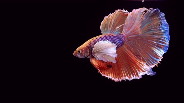 Colourful Thai Fighting Fish or better known as Siamese fighting fish Betta Splendens