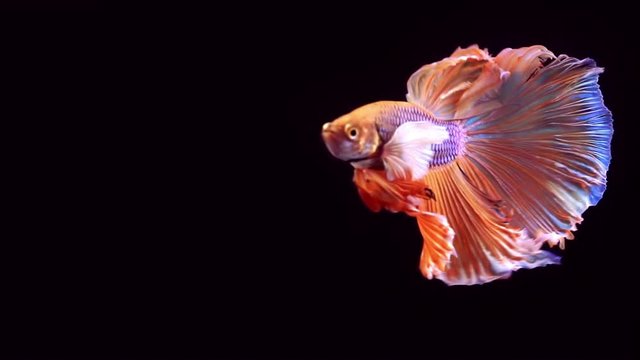 Colourful Thai Fighting Fish or better known as Siamese fighting fish Betta Splendens