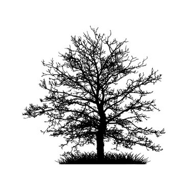 Tree without Leaves Vector Illustration, EPS 10.