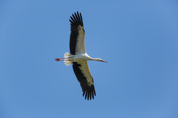 portrait of flying ciconia stork in blue sky 