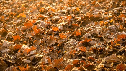 Herbstlaub im Gegenlicht