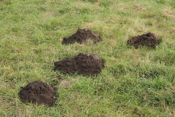 viele Maulwurfshügel