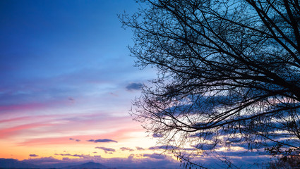 Tree branches silhouette over colorful cloudy sky