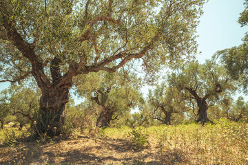 Vieil olivier au soleil du matin