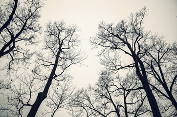 Leafless bare trees over gray sky. Monochrome