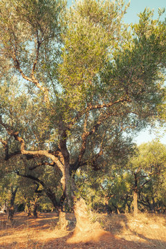 Old olive tree in morning sunlight, toned