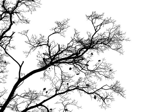 Bare trees isolated on white sky background