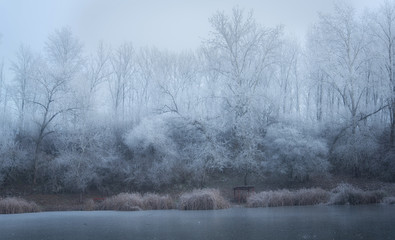 Winter landscape with frosted lake and plants