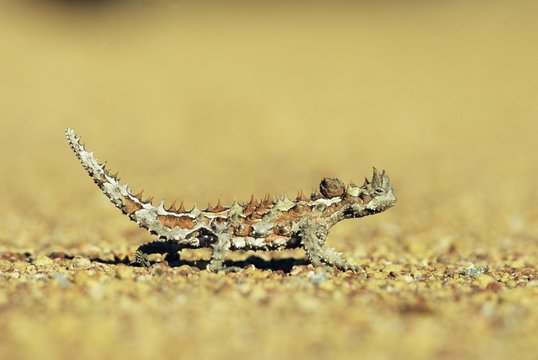 Thorny devil, Moloch horridus, Kalbarri National Park, Western Australia